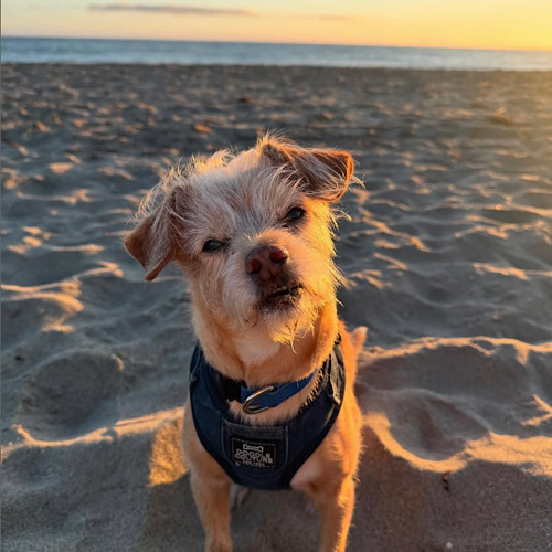 Bringing Dog-Lovers Joy at Capitola Paws